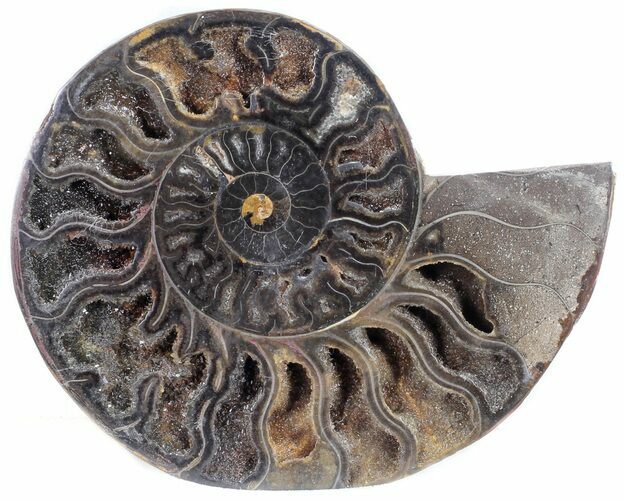 Split Black/Orange Ammonite (Half) - Unusual Coloration #55705